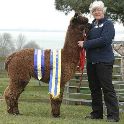 Shirley Bettinson of TOFT with our Champion Brown Stud Male TOFT Timogen